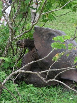 DSCN6142_mating Galapagos Tortoises.JPG