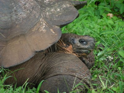 DSCN6156_Galapagos Tortoise.JPG