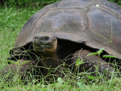 DSCN6177_Galapagos Tortoise.JPG