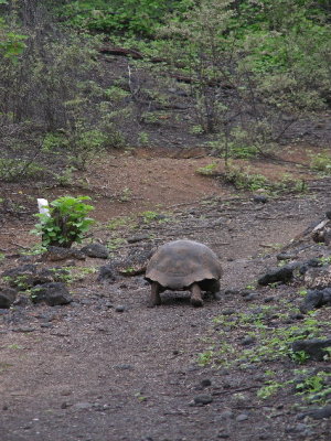 DSCN6388_Galapagos Tortoise.JPG