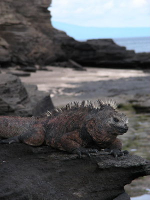 DSCN6679_Marine Iguana.JPG