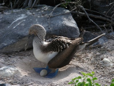 DSCN5784_Blue-footed Booby with egg.JPG