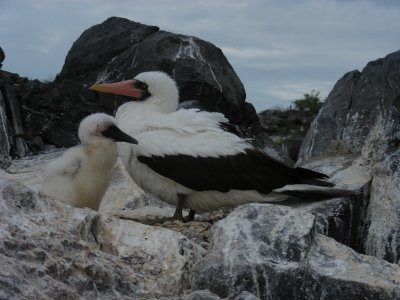 DSCN5868_Nazca Booby and chick.JPG