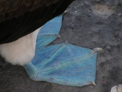 DSCN5902_Blue-footed Booby feet.JPG