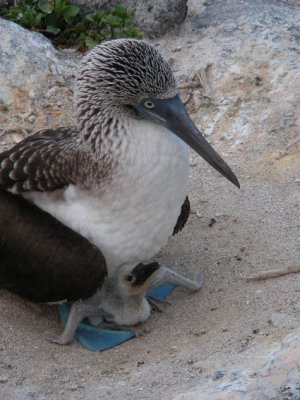 DSCN5930_Blue-footed Booby with chick.JPG