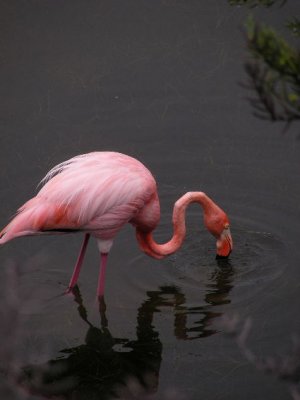 DSCN6240_Greater Flamingo.JPG