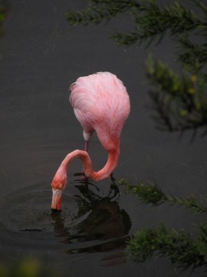 DSCN6246_Greater Flamingo.JPG