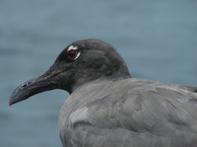 DSCN6428_Lava Gull close-up.JPG