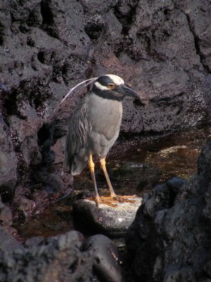 DSCN6644_Yellow-crowned Night Heron.JPG