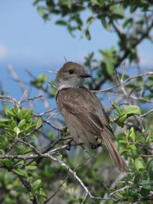 DSCN6667_Galapagos Flycatcher_2.JPG