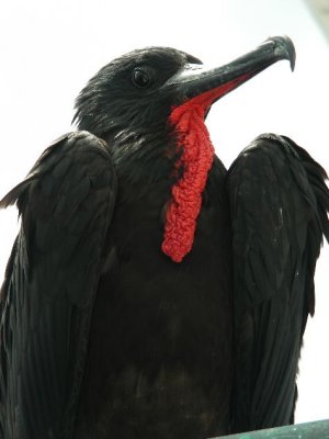 DSCN6736_Magnificent Frigatebird.JPG