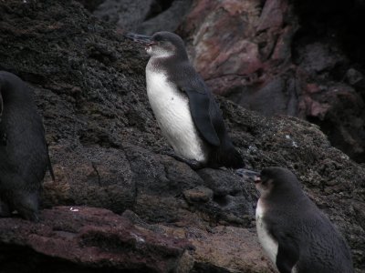 DSCN6765_Galapagos Penguins.JPG