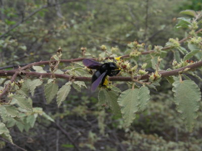 DSCN6370_Galapagos Carpenter Bee on Waltheria.JPG