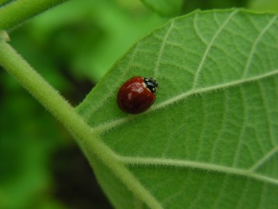 DSCN6402_Spotless Ladybug beetle.JPG