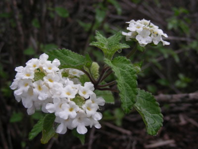 DSCN5960_Lantana.JPG