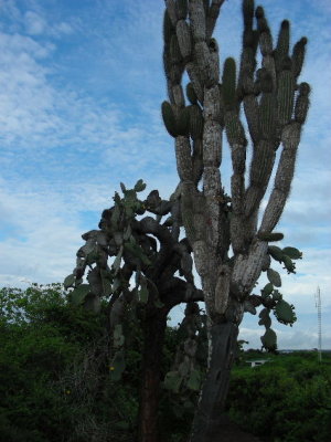 DSCN6074_Candelabra and Giant Prickly Pear cactuses.JPG