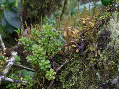 DSCN6189_Galapagos Peperomia.JPG