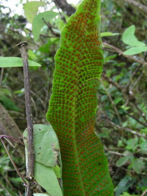 DSCN6202_Hart's Tongue Polypody.JPG