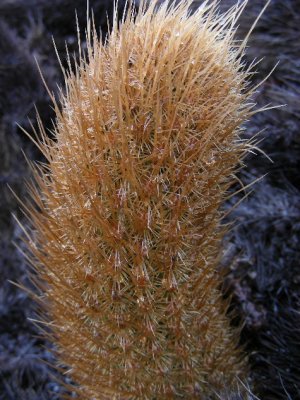DSCN6251_Lava Cactus.JPG