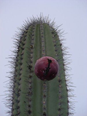DSCN6265_Candelabra Cactus.JPG