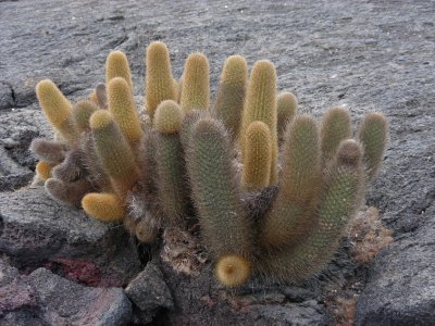 DSCN6543_Lava Cactus.JPG