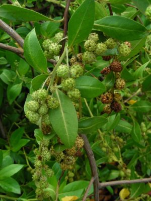 DSCN6071_Button Mangrove.JPG