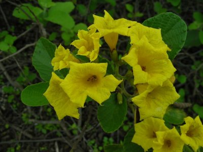 DSCN6367_Yellow Cordia_flower.JPG