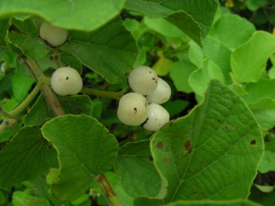 DSCN6399_Yellow Cordia_berries.JPG