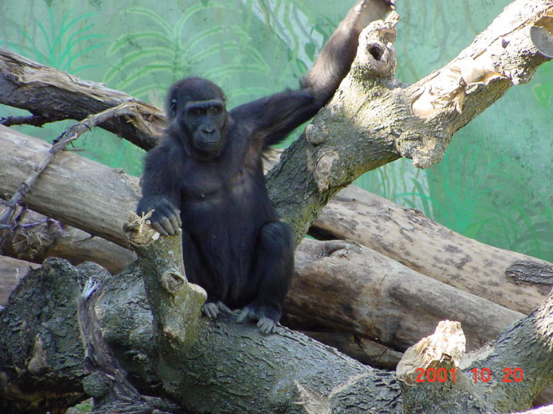 Gorilla, Rain Forest, Omaha Zoo