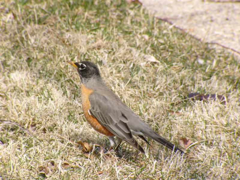 Robin before Spring