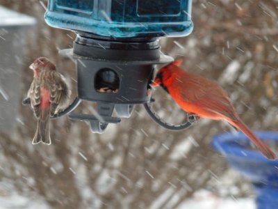 Rose finch and cardinal