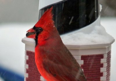 cardinal in blizzard