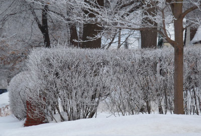 Icy hedge, ice ball at left