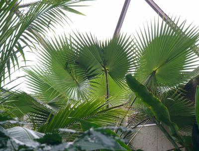 Kentia Palm