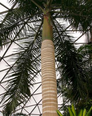 Royal Palm