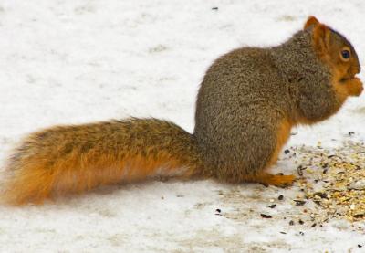 Feeding the squirrel