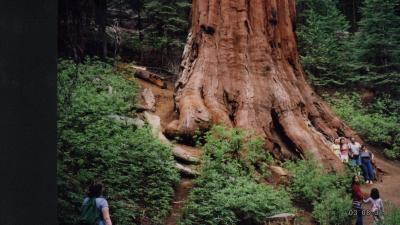 Giant Sequoia-Yosemite