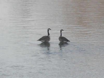 Geese Congregate in Shallows