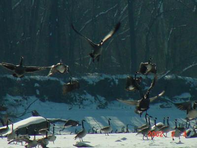 Canada Geese Take Flight