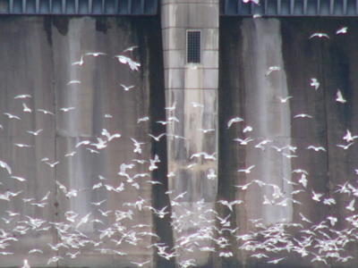 Red Rock Dam and Gulls