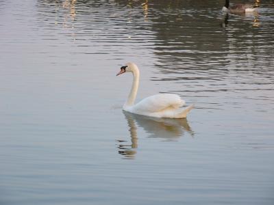 Swan in Pond by Pizza Hut-Ida Grove