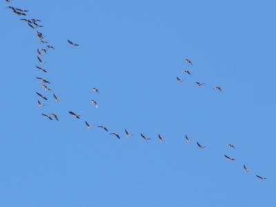 Pelican Squadron