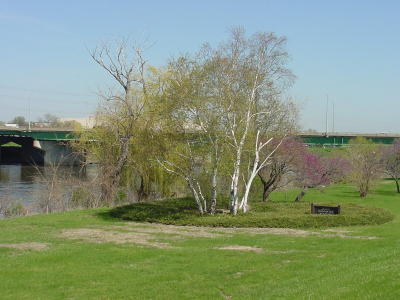 Birch Trees by the River-Des Moines