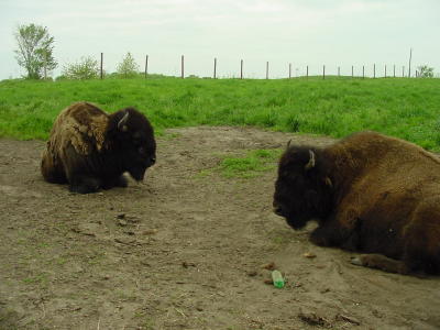 Buffalo at Jester Park-Polk City Iowa