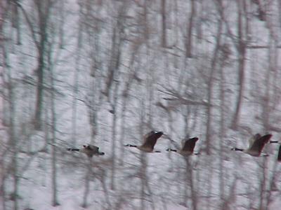 Geese in Flight-Red Rock