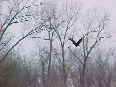 Eagle in Mist Below Lake Red Rock