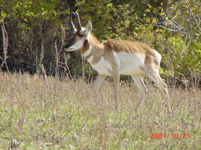 Antelope, Simmons Wildlife Area, Nebraska
