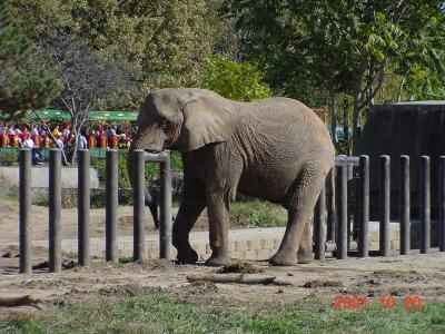Elephant, Omaha Zoo