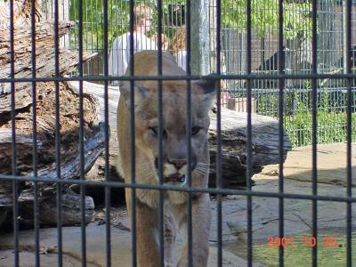 Puma, Omaha Zoo