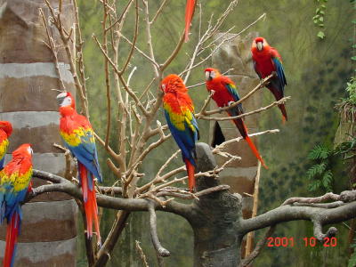 Mccaws, Rain Forest, Omaha Zoo